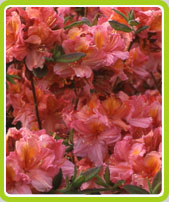Azalea mollis