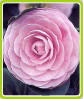 Camelia Japonica