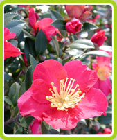 Camelia Sasanqua