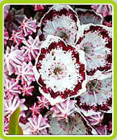 Kalmia Latifolia