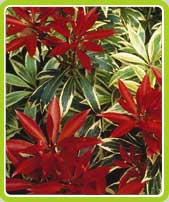 Pieris Japonica
