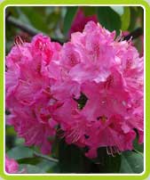 Rododendri