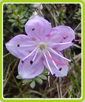 Rododendri nano